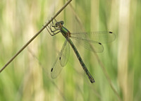 Emerald Damselfly (Lestes sponsa) female