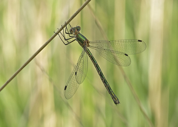 Emerald Damselfly (Lestes sponsa) female