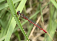 Small Red Damselfly (Ceriagrion tenellum) male