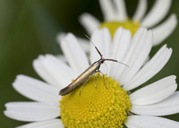 Clothed Case-bearer Moth (Coleophora mayrella)