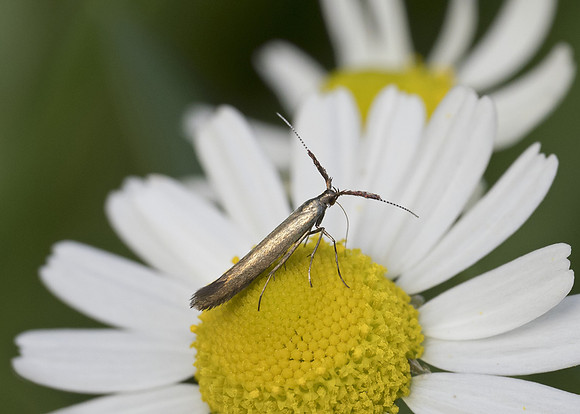 Clothed Case-bearer Moth (Coleophora mayrella)