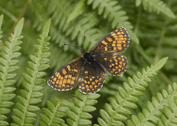 Heath Fritillary (female)