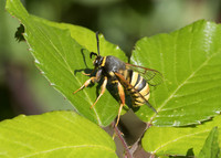 Lunar Hornet Moth (Sesia bembeciformis) male