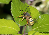 Lunar Hornet Moth (Sesia bembeciformis) male