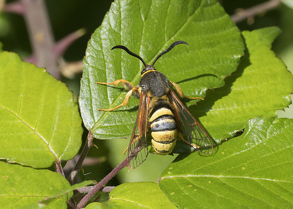 Lunar Hornet Moth (Sesia bembeciformis) male