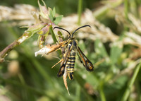 Six-belted Clearwing (Bembecia ichneumoniformis) male