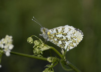 Orange Tip (male