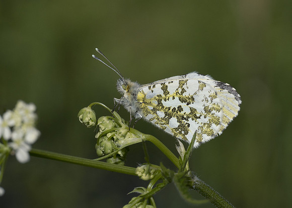 Orange Tip (male