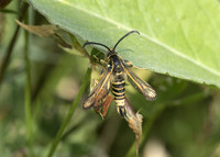 Six-belted Clearwing (Bembecia ichneumoniformis) male