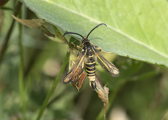 Six-belted Clearwing (Bembecia ichneumoniformis) male