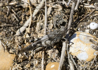 Blue-winged Grasshopper (Oedipoda caerulescens) male