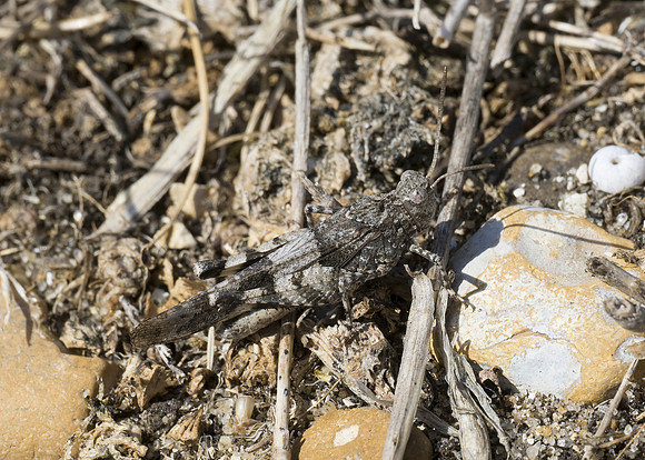 Blue-winged Grasshopper (Oedipoda caerulescens) male