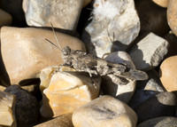 Blue-winged Grasshopper (Oedipoda caerulescens) male