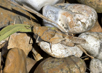 Blue-winged Grasshopper (Oedipoda caerulescens) male