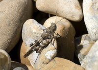 Blue-winged Grasshopper (Oedipoda caerulescens) male