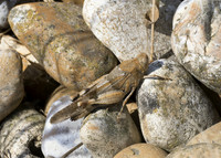 Blue-winged Grasshopper (Oedipoda caerulescens) male
