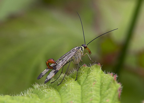 Scorpion Fly (Panorpa Communis) male