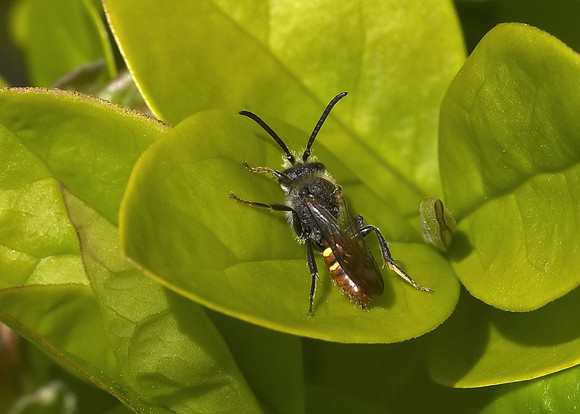 Fabricius' Nomad Bee (Nomada fabriciana)