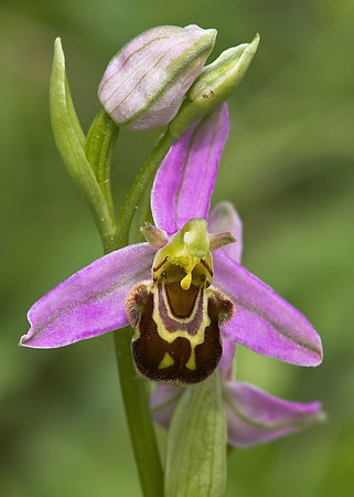 Bee Orchid