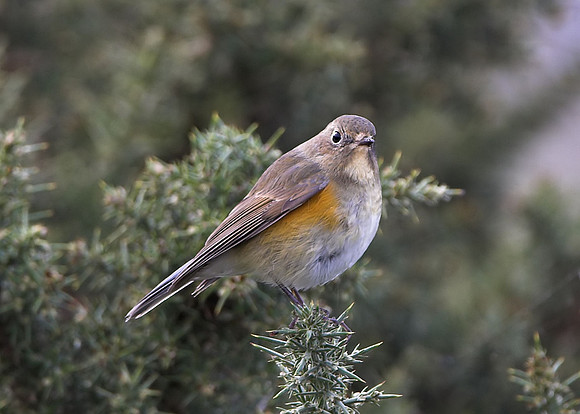 Red-flanked Bluetail