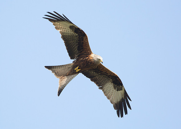 Red Kite