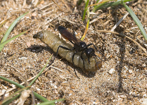 Eastern Sand Wasp (Podalonia affinis) female with prey