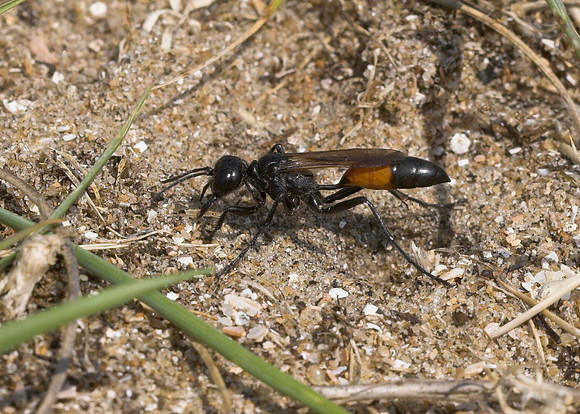 Eastern Sand Wasp (Podalonia affinis)