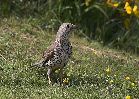 Mistle Thrush