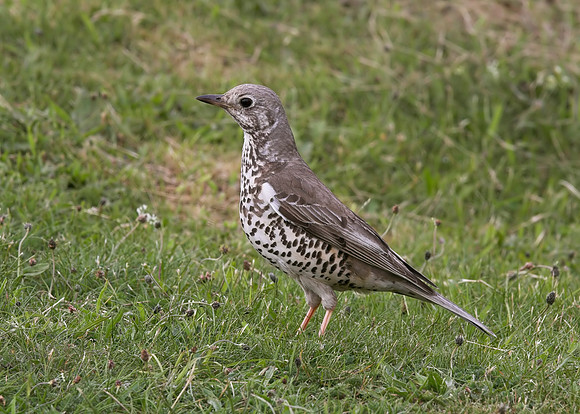 Mistle Thrush