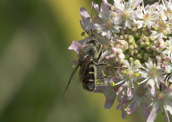 Soldierfly - 'Flecked General' (Stratiomys singularior) male