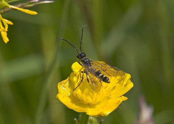 Sawfly (Phylloecus linearis) male