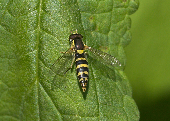 Hoverfly (Sphaerophoria scripta) female