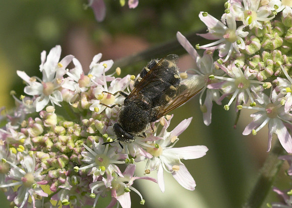 Soldierfly - 'Flecked General' (Stratiomys singularior) male