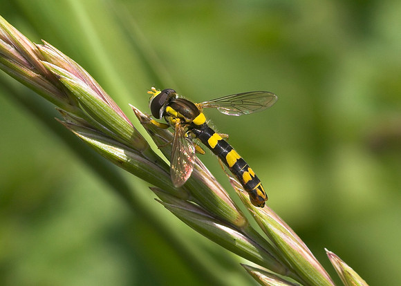 Hoverfly (Sphaerophoria scripta) male