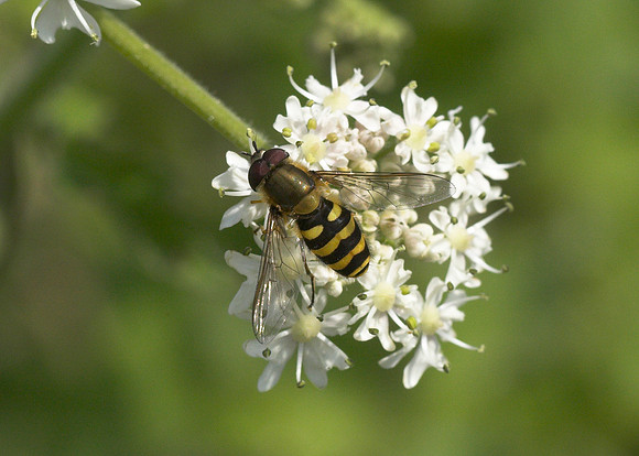 Hoverfly (Syrphus ribesii) male