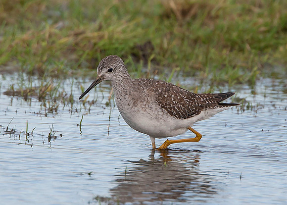Lesser Yellowlegs