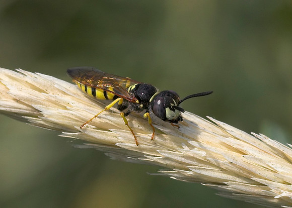 Bee Wolf (Philanthus triangulum) male