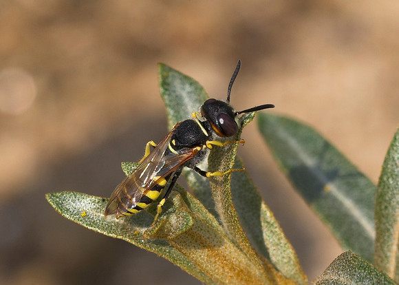Bee Wolf (Philanthus triangulum) male