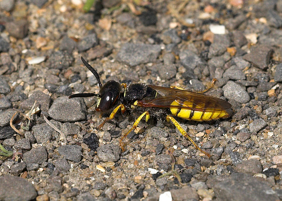Bee Wolf (Philanthus triangulum) female