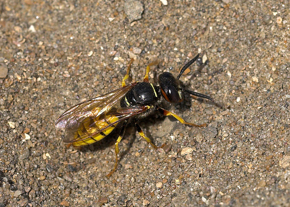 Bee Wolf (Philanthus triangulum) female