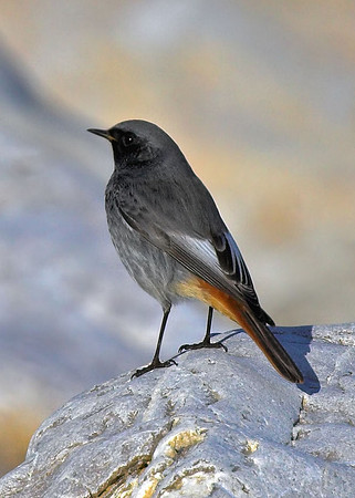 Black Redstart (adult male)