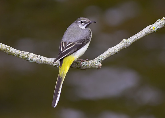 Grey Wagtail