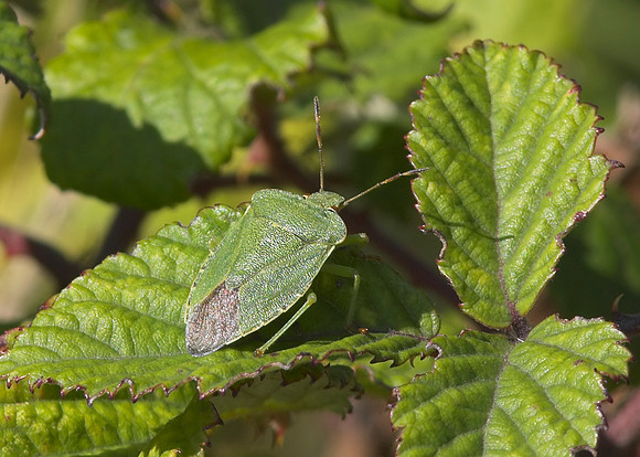Green Shieldbug (Palomena prasina)