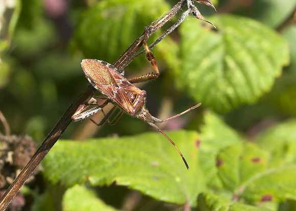 Western Conifer Seed Bug (Leptoglossus occidentalis)