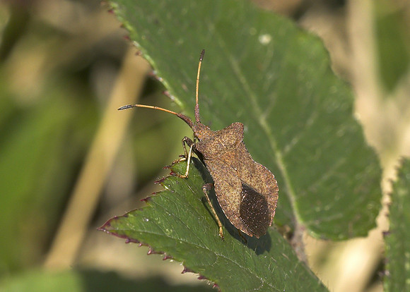 Dock Bug (Coreus marginatus)