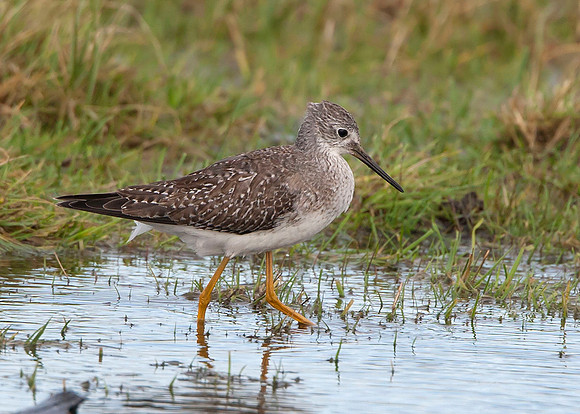 Lesser Yellowlegs