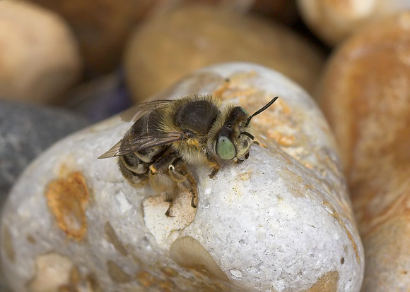 Green-eyed Flower Bee (Anthophora bimaculata) female