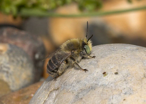 Green-eyed Flower Bee (Anthophora bimaculata) female