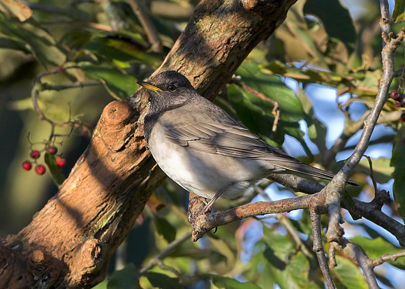 Black-throated Thrush (adult male)
