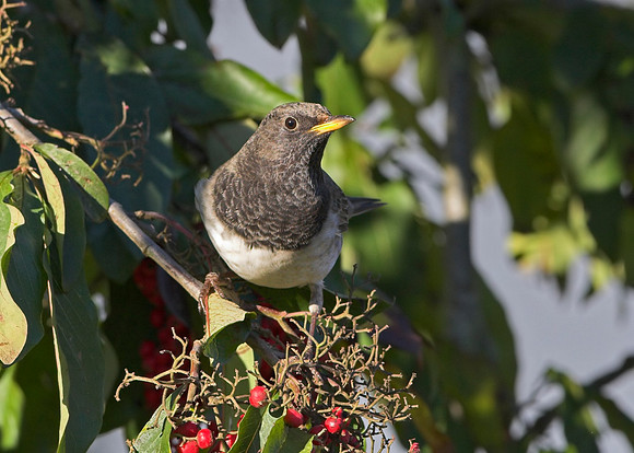 Black-throated Thrush (adult male)